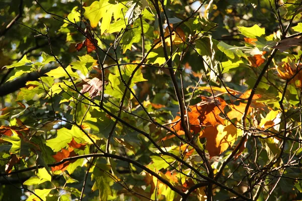 Uitzicht Een Bos Herfstkleuren — Stockfoto