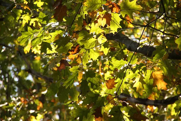 Vista Una Foresta Colori Autunnali — Foto Stock