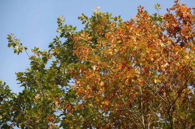 Sonbahar renklerinde yapraklar