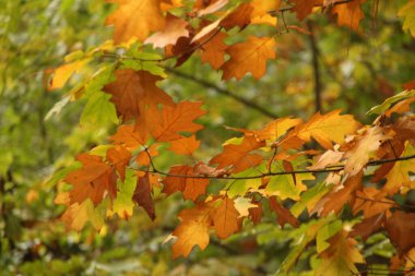 Sonbahar renklerinde yapraklar