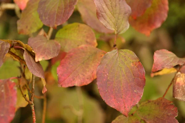 Listy Podzimních Barvách — Stock fotografie
