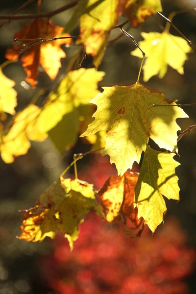 Folhas Cores Outono — Fotografia de Stock