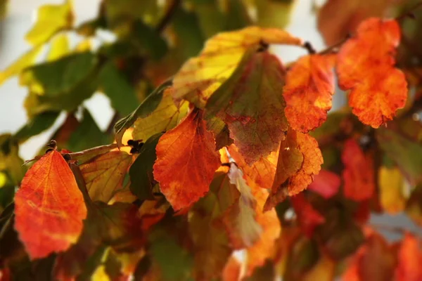 Foglie Nei Colori Dell Autunno — Foto Stock