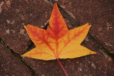 Sonbahar renklerinde bir orman manzarası