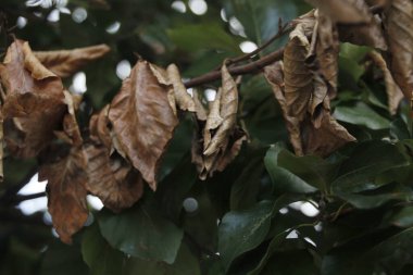Sonbahar renklerinde bir orman manzarası