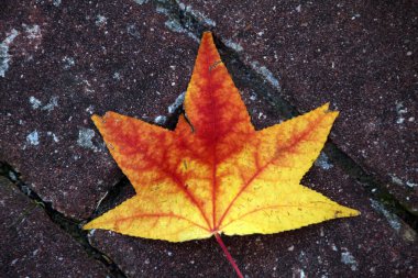 Sonbahar renklerinde bir orman manzarası