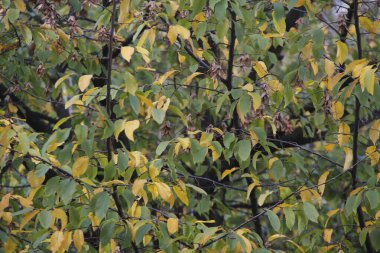 Sonbahar renklerinde bir orman manzarası