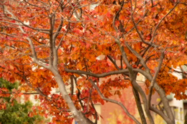 Vue Une Forêt Aux Couleurs Automnales — Photo