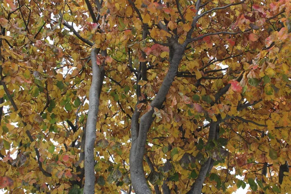 Blick Auf Einen Wald Herbstfarben — Stockfoto