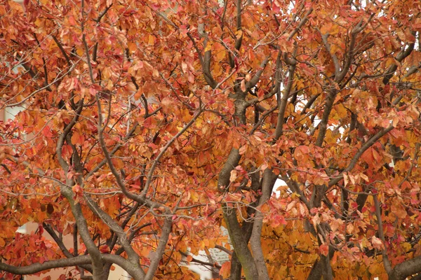 秋天的森林景色 — 图库照片