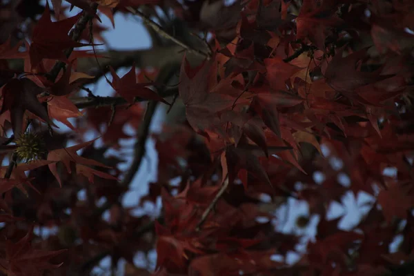 紅葉の森の景色 — ストック写真