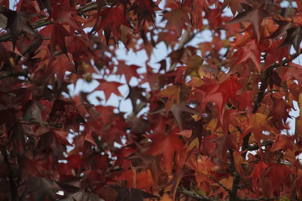 Vista Una Foresta Colori Autunnali — Foto Stock