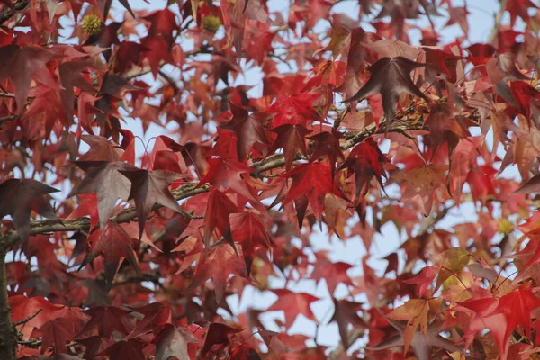 紅葉の森の景色 — ストック写真