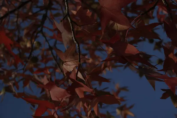 Uitzicht Een Bos Herfstkleuren — Stockfoto