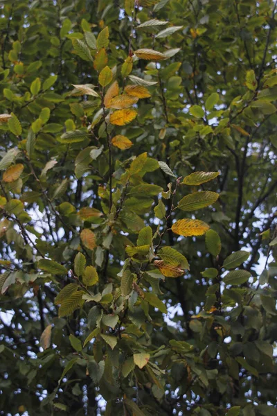 Vue Une Forêt Aux Couleurs Automnales — Photo