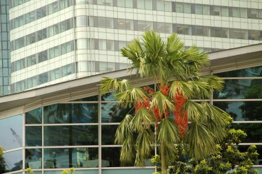 Singapur şehir merkezi manzarası