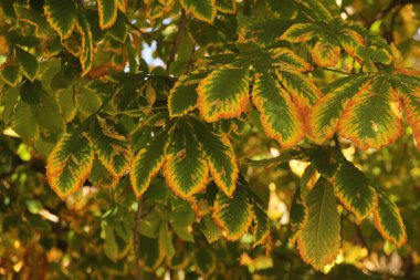 Sonbahar renklerinde bir orman manzarası