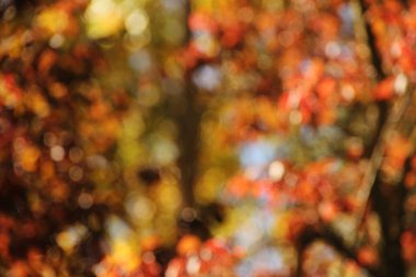 Sonbahar renklerinde bir orman manzarası