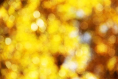 Sonbahar renklerinde bir orman manzarası