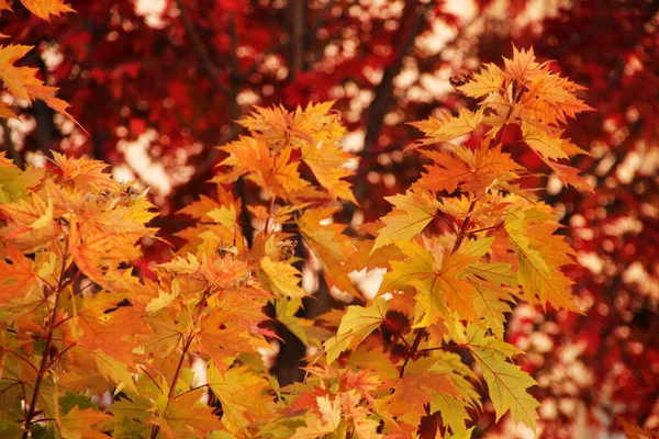 紅葉の森の景色 — ストック写真