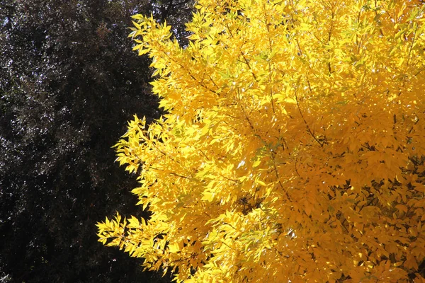 Vista Uma Floresta Cores Outono — Fotografia de Stock