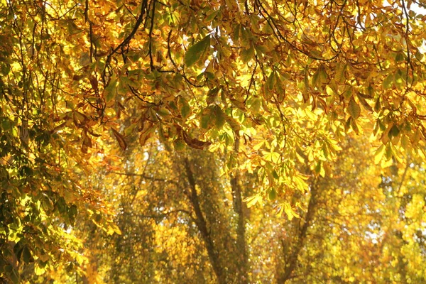 Sonbahar Renklerinde Bir Orman Manzarası — Stok fotoğraf