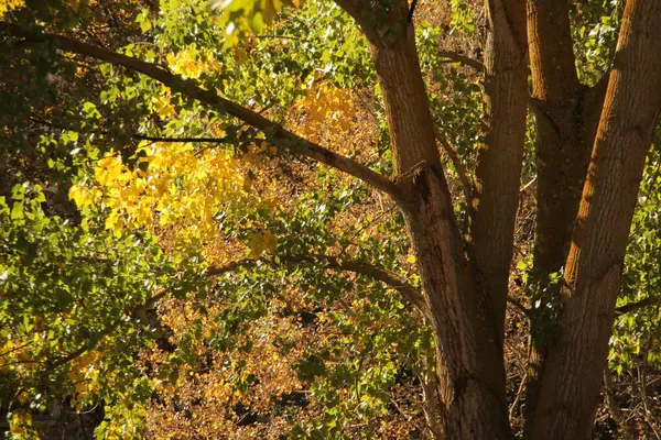 Vista Uma Floresta Cores Outono — Fotografia de Stock