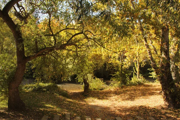 Uitzicht Een Bos Herfstkleuren — Stockfoto