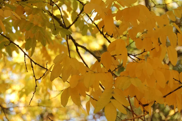 紅葉の森の景色 — ストック写真