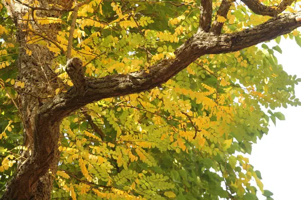 Vista Uma Floresta Cores Outono — Fotografia de Stock