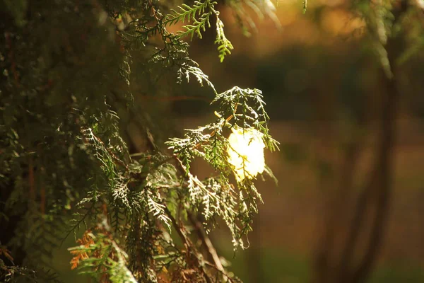 Uitzicht Een Bos Herfstkleuren — Stockfoto