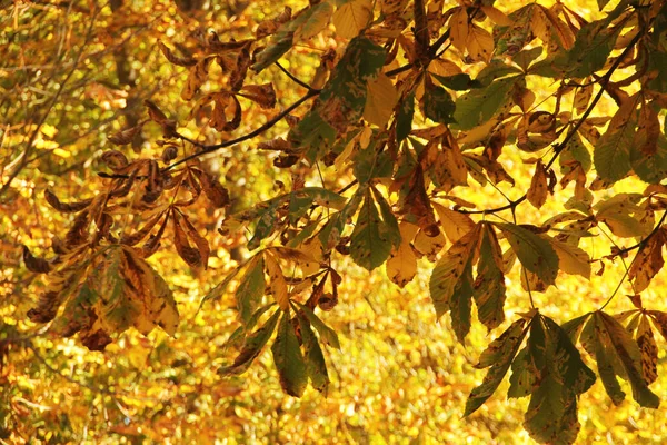 Blick Auf Einen Wald Herbstfarben — Stockfoto