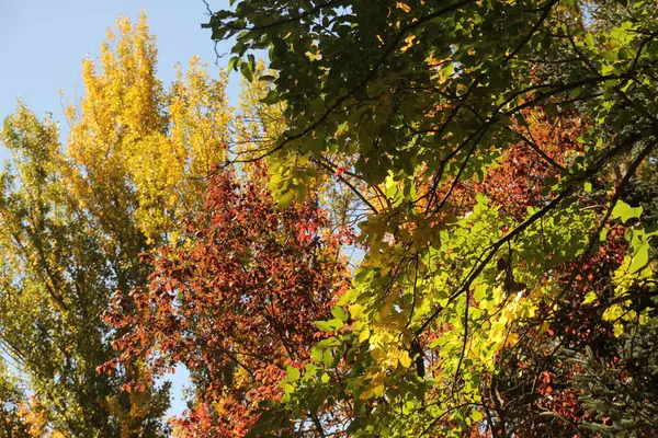 紅葉の森の景色 — ストック写真