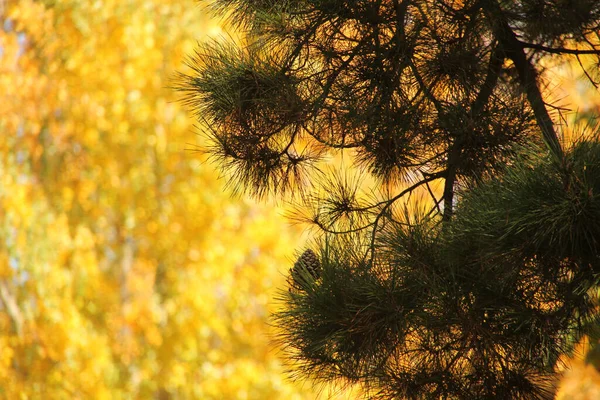 Vista Uma Floresta Cores Outono — Fotografia de Stock