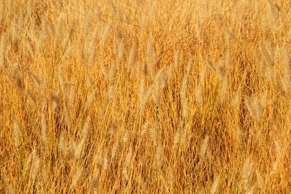 Blick Auf Einen Wald Herbstfarben — Stockfoto