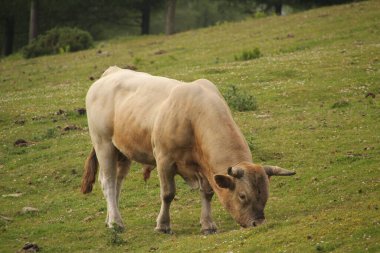 Çayırdaki kahverengi inek