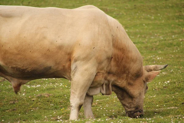Vaca Marrom Prado — Fotografia de Stock