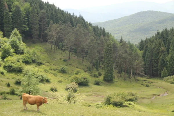 Vaca Marrom Prado — Fotografia de Stock