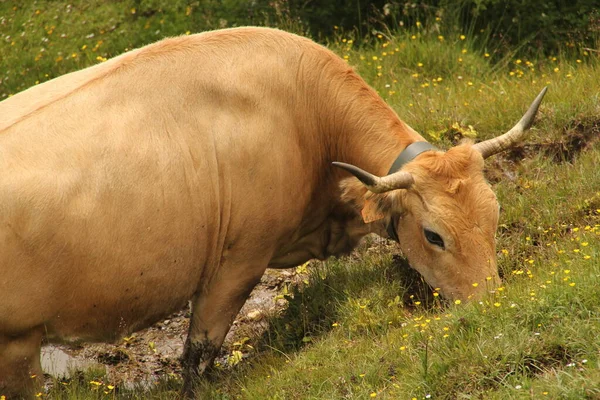 Brun Äng — Stockfoto