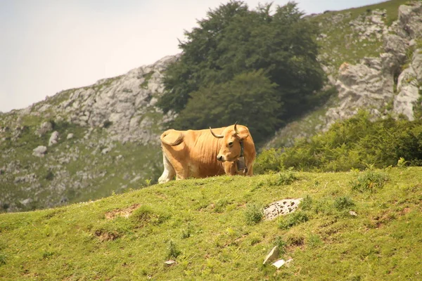 Braune Kuh Auf Einer Weide — Stockfoto
