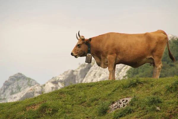 Brun Äng — Stockfoto