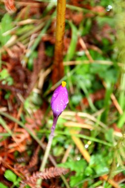 Kırsalda ilkbahar çiçeği