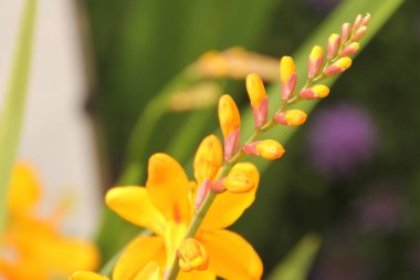 Kırsalda ilkbahar çiçeği