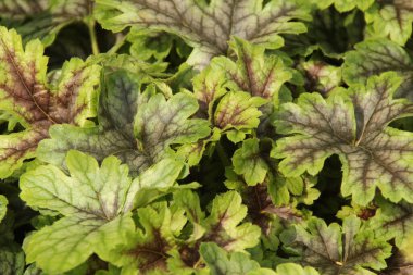 Kırsalda ilkbahar çiçeği