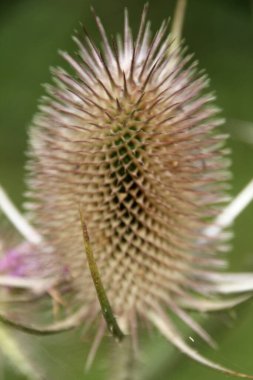 Kırsalda ilkbahar çiçeği