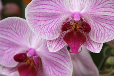 Kırsalda ilkbahar çiçeği