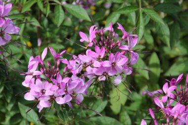 Kırsalda ilkbahar çiçeği
