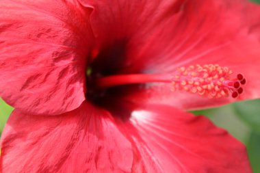 Kırsalda ilkbahar çiçeği