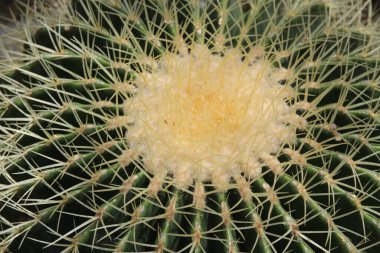 Kırsalda ilkbahar çiçeği