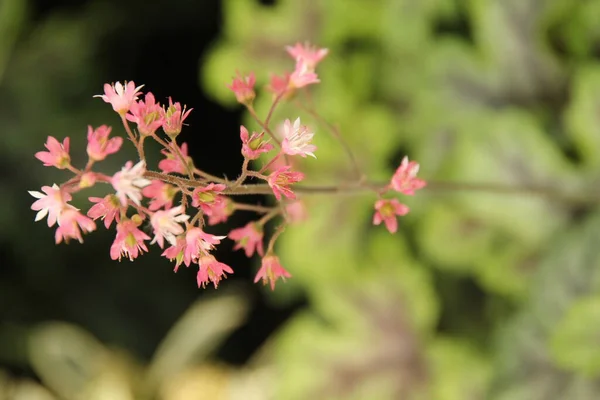 农村的春花 — 图库照片